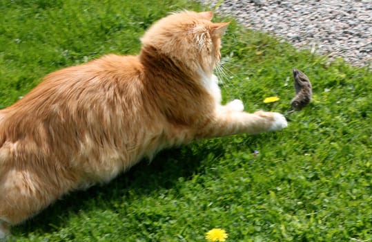 Cat running after mouse