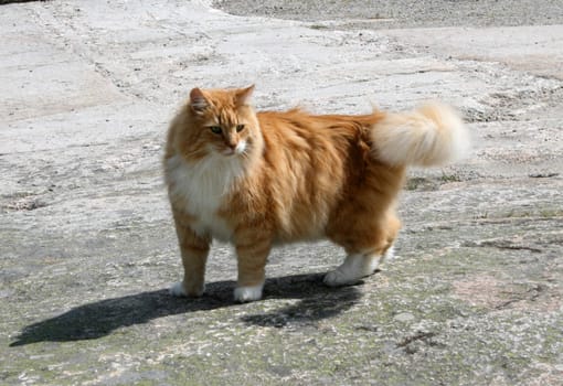 A big male cat