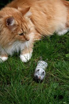 A cat has caught and killed a mouse