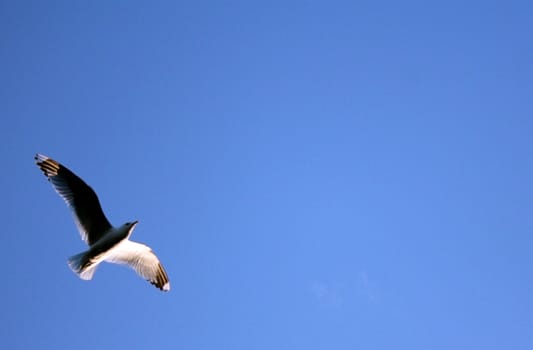 A single seagull against a clear blue sky