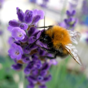 A bumblebee enjoying lavender