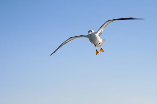 seagull in flight against the blue sky 