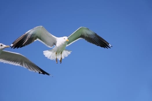 seagull in flight against the blue sky