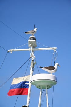 Seagulls sitting on a mast of  ship with russian flag