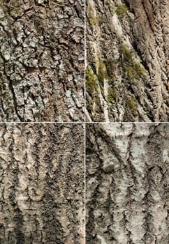 Set of tree barks. Textured plant image.