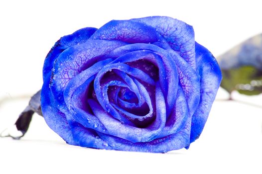 colorful blue rose isolated on a white background