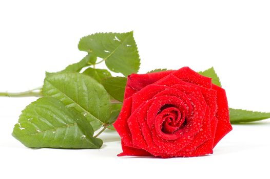 red rose with waterdrops isolated on white background