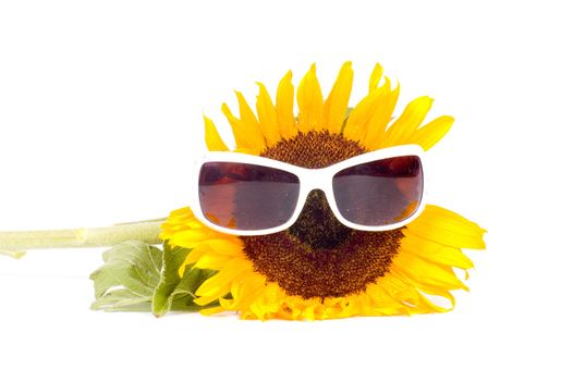 sunflower wearing sunglasses isolated on a white background