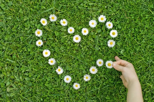 A child lays a heart of daisies in the grass