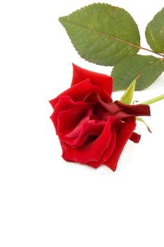 red rose isolated on white background