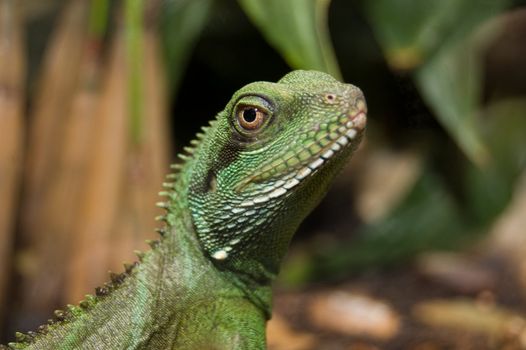 colorful portrait of an iguana