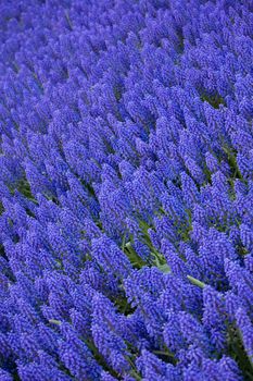 Muscari armeniacum or grape hyacinth in spring garden 