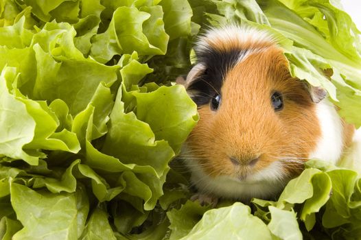 guinea pig is sitting between endive leafs