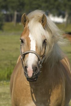 portrait of a beautiful horse