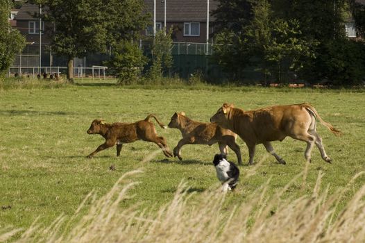 Running cow and calfs organized by a dog