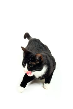 young kitten is licking his mouth isolated on white