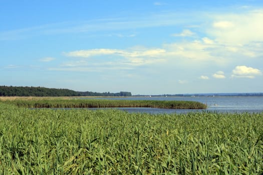 Summer scene wit lake, forest and reed
