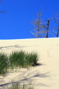 Grass and dead tree in sand dunes at Leba - Poland
