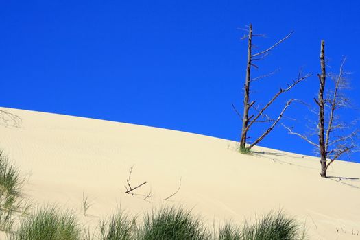 Grass and dead tree in sand dunes at Leba - Poland
