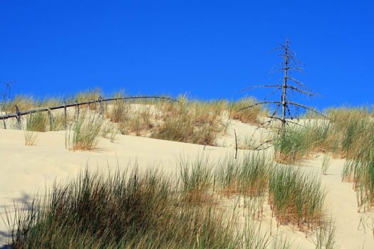 Grass and dead tree in sand dunes at Leba - Poland
