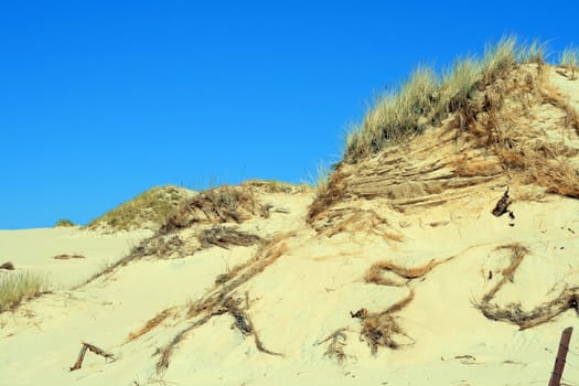 Grass and textured hill with grass in sand dunes at Leba - Poland
