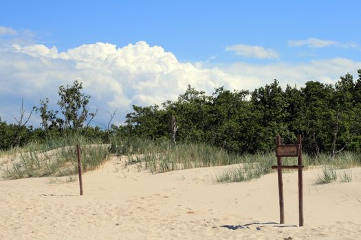 Grass and forests in sand dunes at Leba - Poland
