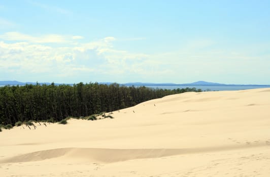 Landscape with sand dunes, forest and the sea at Leba - Poland
