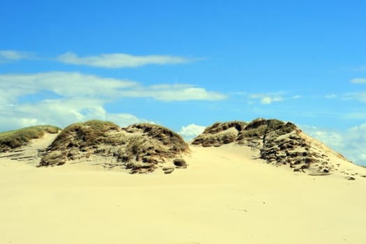 Grass and hills in sand dunes at Leba - Poland
