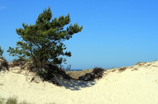 Sand dunes and forests at Leba - Poland
