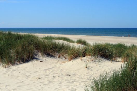 Grass in sand dunes in front of the beach and sea
