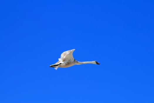 Swan flying against the blue sky
