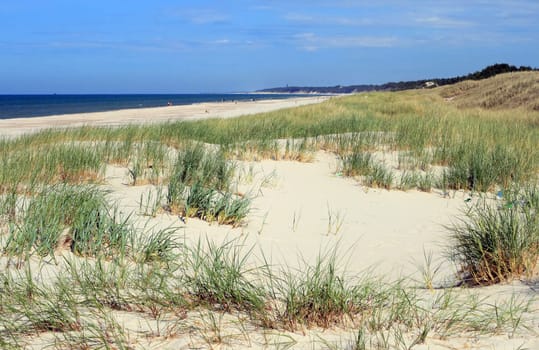 Grass in sand dunes in front of the beach and sea
