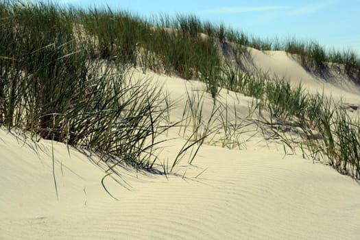 Grass in sand dunes in front of the beach and sea
