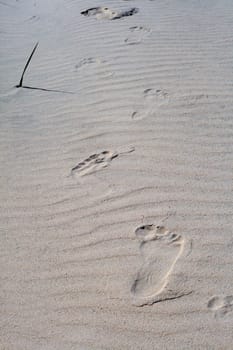 Footprints on the rippled sand at the beach
