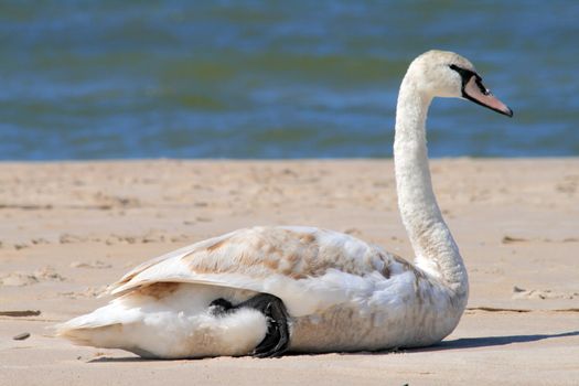 Swan resting on the beach against the sea
