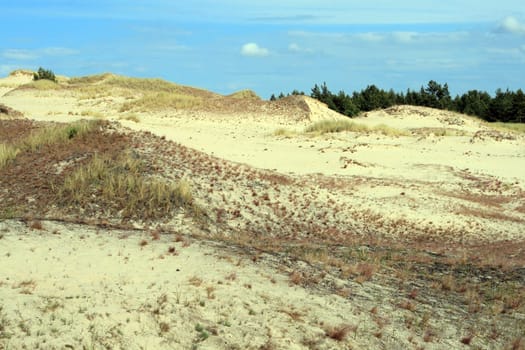 Sand dunes and forests at Leba - Poland
