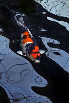 A red, white and black Showa koi carp swimming in a dark pond and distorted by the water. 