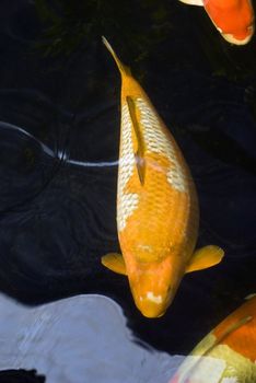 A yellow and white Karawimono koi carp swimming in a dark pond and distorted by the water.