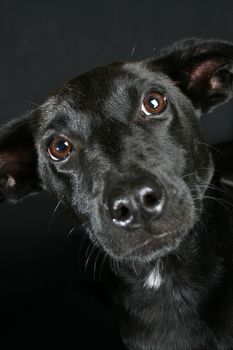 Big eyed, Mixed breed puppy with black coat