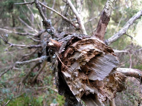 An old tree in the forest dried up and fallen down