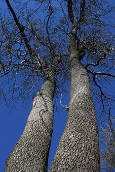 Two old tall trees stretching against a clear blue sky