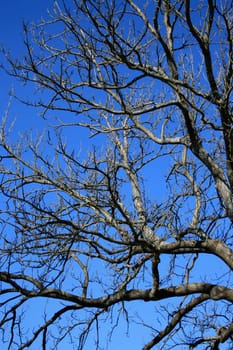 Branches of an old tree pointing upwards against the clear blue sky
