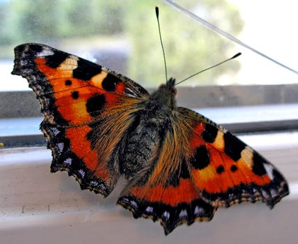 Closeup of a beautiful butterfly sitting in the window