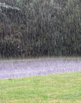 Heavy rain against the ground with dark trees in the background