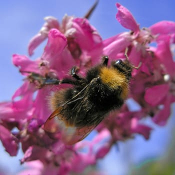 Closeup of a bumblebee on a pink flower