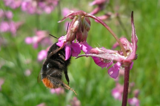 Bumblebee hanging from a flower with its leg sticking out