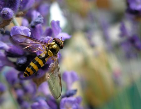 Closeup of wasp sitting on lavender