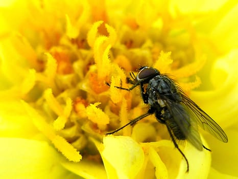 Beautiful closeup of a fly sitting on a bright yellow flower