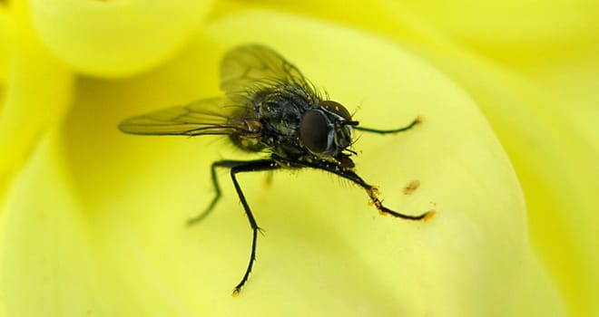 Closeup of fly sitting on yellow surface