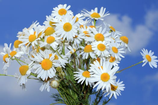 View of camomile bouquet against the blue sky
